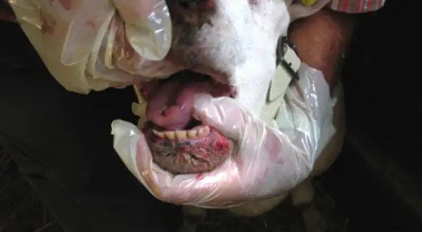 Un ovino con lesioni alla bocca e la lingua blu, esaminato da mani guantate.