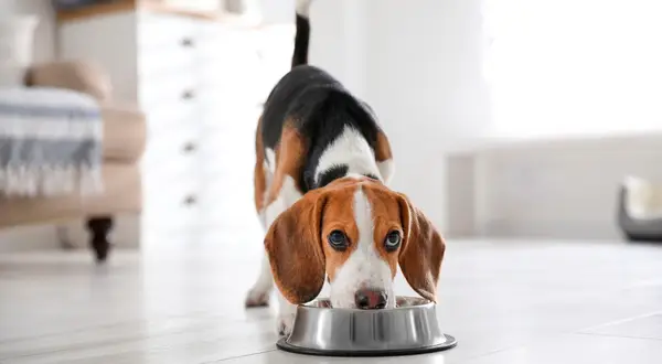Uroczy beagle pochyla się nad miską. Czy szczeniak może jeść karmę dla dorosłych psów? To pytanie nurtuje wielu właścicieli.