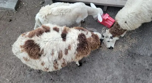 Owce jedzą z czerwonego dozownika. Czy wiesz, ile trwa ciąża u owcy? To około 5 miesięcy.
