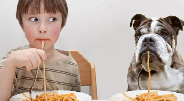 Chłopiec i buldog jedzą spaghetti. Czy pies może jeść makaron gotowany? Tak, ale z umiarem.