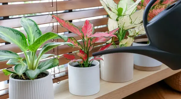 Aglaonema kwiaty w doniczkach, jedna z nich jest podlewana z czarnej konewki.