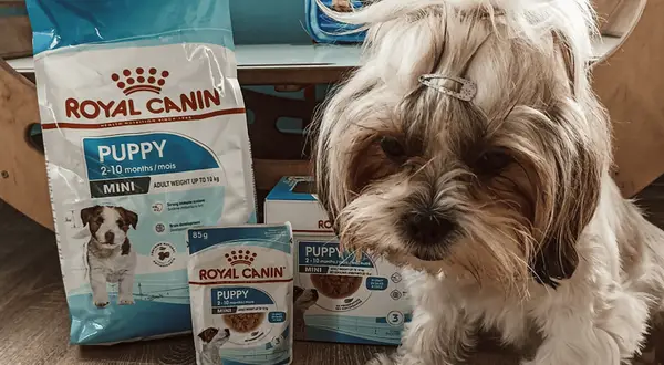 Royal Canin dla psa: Prawda o składzie. Czy warto? Ekspert radzi