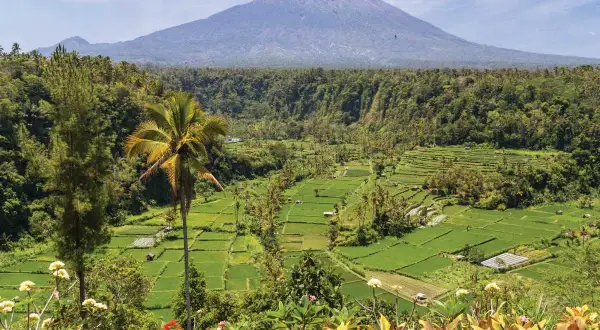 Zielone tarasy ryżowe na Bali w sierpniu, z palmą i wulkanem w tle. Rajski krajobraz.