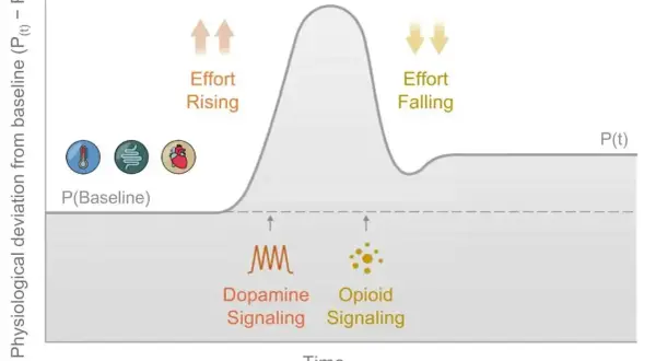 Wykres pokazuje, jak motywacja, zakłócenie i ulga wpływają na sygnalizację dopaminy i opioidów, co może być związane z poziomem serotoniny.