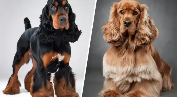 Deux cocker spaniel, l'un noir et feu, l'autre fauve, posent fièrement.