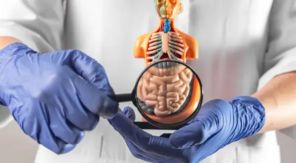 Arzt untersucht Modell des menschlichen Körpers mit Lupe, um neuroendokriner Tumor Symptome zu erkennen.