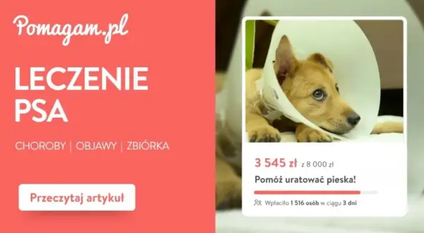 Chory piesek w kołnierzu potrzebuje pomocy. Dowiedz się, ile kosztuje badanie psa i jak możesz pomóc.