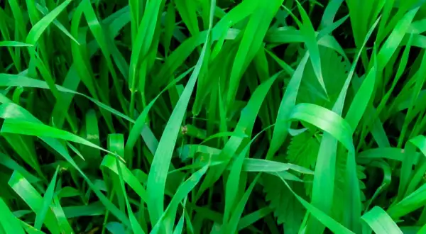 Un champ d'herbes vertes luxuriantes, où il est facile de reconnaître le chiendent envahissant.