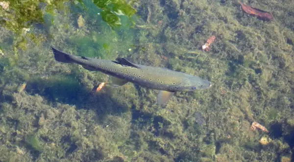 Eine Forelle schwimmt im klaren Wasser über einem mit Algen bedeckten Grund. Vielleicht bereitet sie sich darauf vor, warum springen Forellen – um Insekten zu fangen?