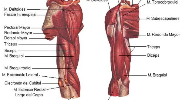 Músculos del brazo: Anatomía, ejercicios y prevención de lesiones