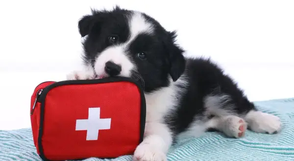 Uroczy szczeniak rasy border collie leży obok czerwonej apteczki. To symboliczna reanimacja psa, gotowego do pomocy.
