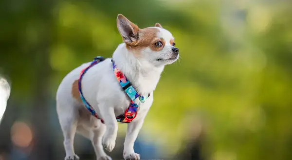Mały piesek chihuahua w kolorowej obroży dla chihuahua, z dumą spogląda w dal.