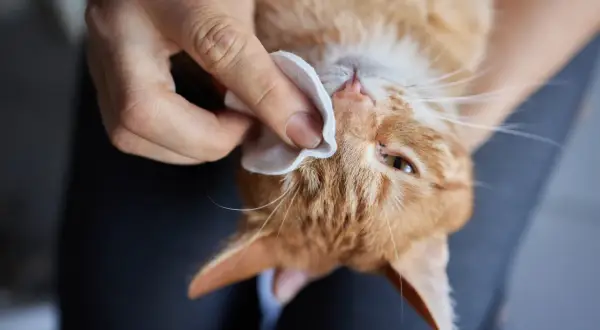 Delikatne przemywanie oczu kotu wacikiem. Pielęgnacja oczu kota jest ważna.