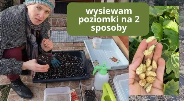 Wysiew poziomek z nasion: Przewodnik krok po kroku do sukcesu