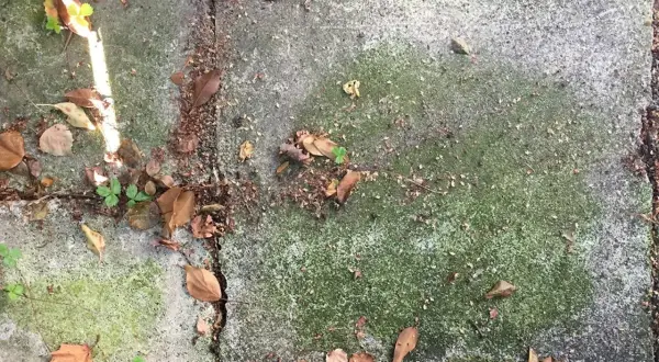 Gröna stenplattor med mossa och höstlöv. Ett husmorstips för att ta bort mossa kan vara att använda vinäger eller bikarbonat.