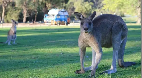 Czy w Australii jest bezpiecznie? Odkryj niebezpieczeństwa i zagrożenia