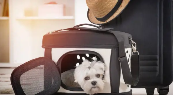 Un adorabile cagnolino bianco spunta da un marsupio per cani fai da te, pronto per un viaggio.