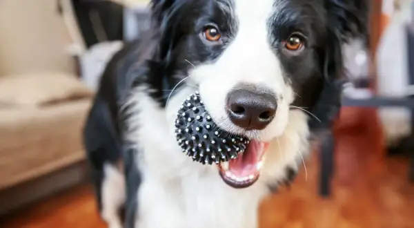 Border collie sierść czy włosy - zrozum różnice i pielęgnację