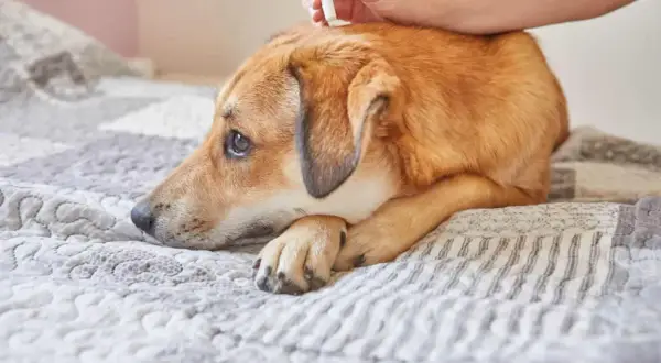 Un perro recibe tratamiento antiparasitario. Saber cada cuanto hay que desparasitar a los perros es clave para su salud.