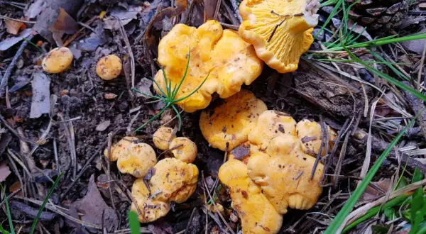 Cotos de setas amarillas en el suelo del bosque de Huesca, rodeados de hojas secas y agujas de pino.