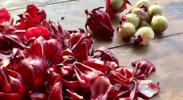 Czerwone kielichy hibiskusa i zielone owoce. Czy każdy hibiskus nadaje się na herbatę? Ten wygląda obiecująco!