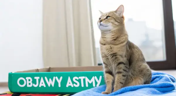 Kot siedzi na niebieskim kocyku obok zielonego pojemnika z napisem "Objawy astmy".