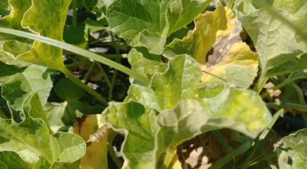 Foglie di pianta melone, alcune verdi e rigogliose, altre ingiallite e con macchie scure, segno di un'estate intensa.