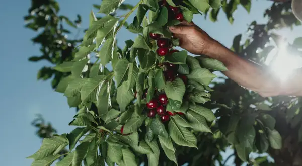 Mano recolectando cerezas rojas y jugosas en la época de cerezas, bajo un cielo azul brillante.