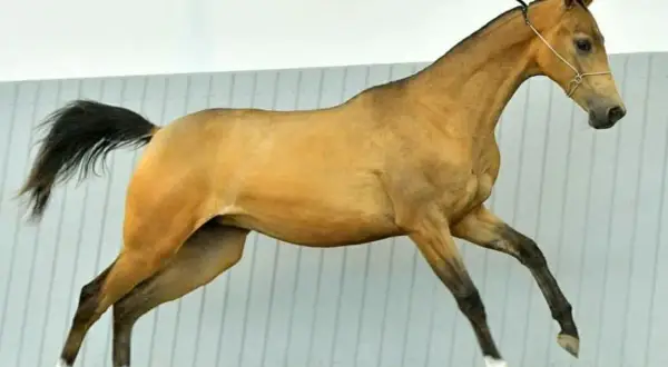 Złocisty akhal teke w ruchu, z czarną grzywą i ogonem, prezentuje swoją smukłą sylwetkę.