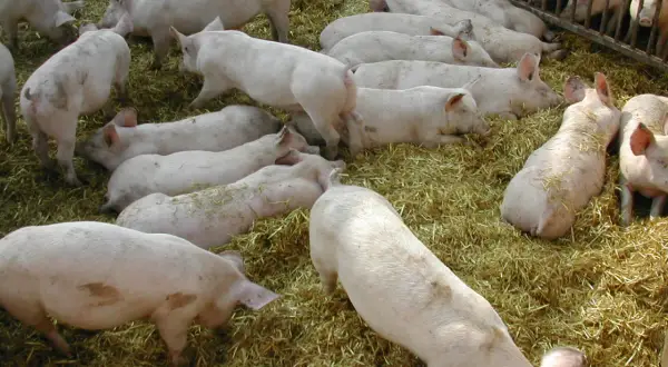 Un gruppo di maiali rosa riposa su un letto di paglia. Alcuni sono sdraiati, altri in piedi, tutti sembrano tranquilli.