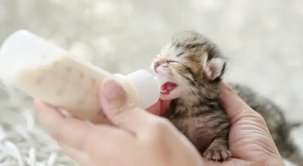 ¿Es buena la leche para los gatos? Lo que necesitas saber sobre su salud