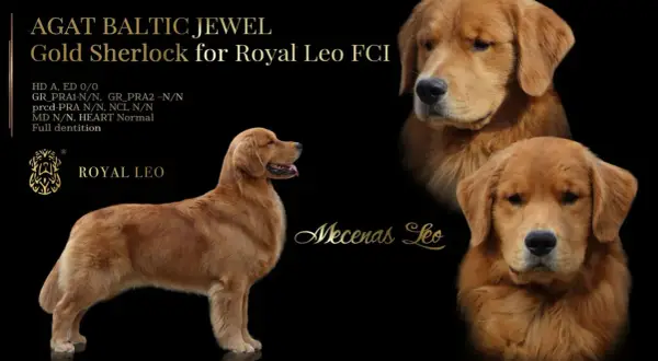 Gdzie można kupić Golden Retrievera? Najlepsze hodowle w Polsce