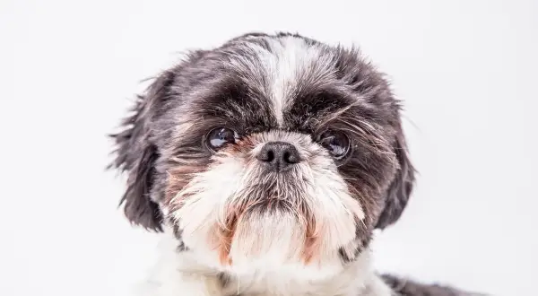 Portret szczeniaka rasy Shih Tzu z czarno-białą sierścią i puszystym pyskiem.