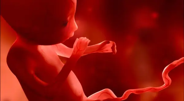 Płód w czerwonym świetle, z widocznymi naczyniami krwionośnymi. Może to być obraz przedstawiający hipotrofię, czyli niedostateczny rozwój.