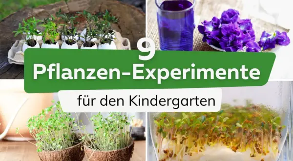 Spannende natur experimente für kinder: Keimlinge in Kokosnusshälften, Pflanzen in Eierschalen und ein lila Getränk aus Blüten.