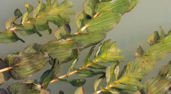Plantes aquatiques vertes, feuilles ovales et nervurées du Potamogeton perfoliatus flottant à la surface de l'eau claire.