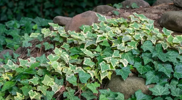 Una planta trepadora de hiedra variegada y verde se extiende sobre rocas y tierra, creando un tapiz natural.