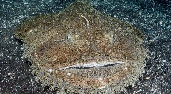 Ein Seeteufel im Wasser, mit seinem breiten Maul und faserigen Bart, lauert auf dem dunklen Meeresboden.
