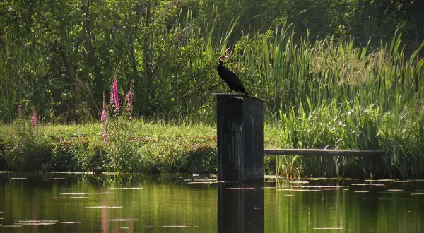 Czarne ptaszysko na słupku nad wodą, otoczone bujną zielenią i kwitnącymi łubinami. W tle trzciny, jakby w żabie doły.
