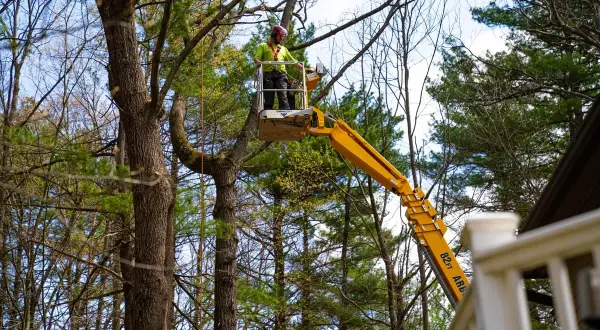 Arborist in a cherry picker demonstrates how to cut down a tree safely, using ropes and equipment.