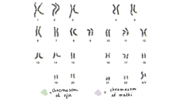 Kariotyp człowieka: 23 pary chromosomów, w tym 22 pary autosomów i 1 para chromosomów płci (X/Y).