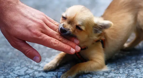 Mały, beżowy szczeniak chihuahua delikatnie gryzie dłoń. To jego sposób na poznawanie świata i nauka, dlaczego szczeniak gryzie.