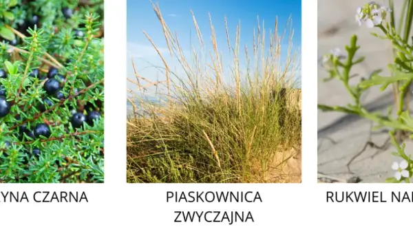Jakie rośliny rosną nad morzem bałtyckim? Odkryj niezwykłą florę