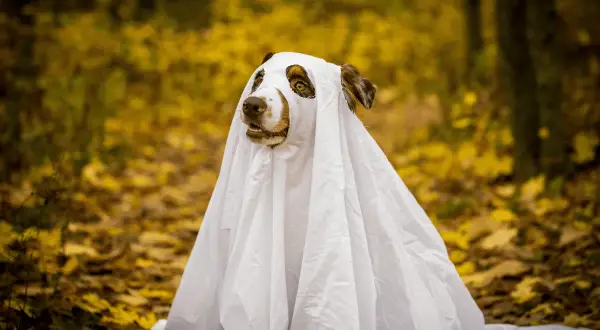 Un cane travestito da fantasma, con un lenzuolo bianco, sembra smarrito nel bosco autunnale. È come quando una persona ti cancella dalla sua vita, lasciandoti solo.