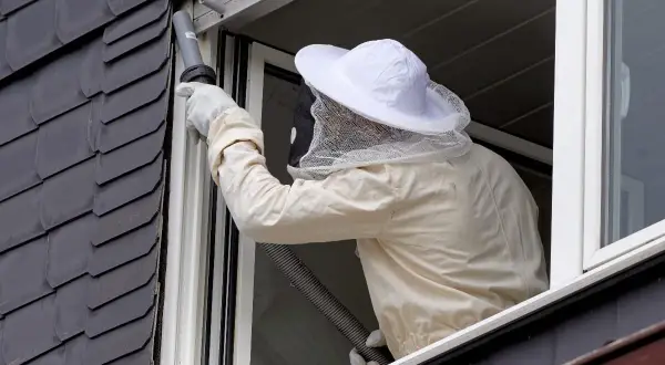 Persona con traje de apicultor usa aspiradora para como quitar un avispero en casa, cerca de una ventana.