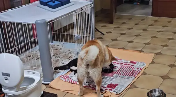 Un chien curieux renifle un chaton noir et blanc près d'une **cage métallique**.