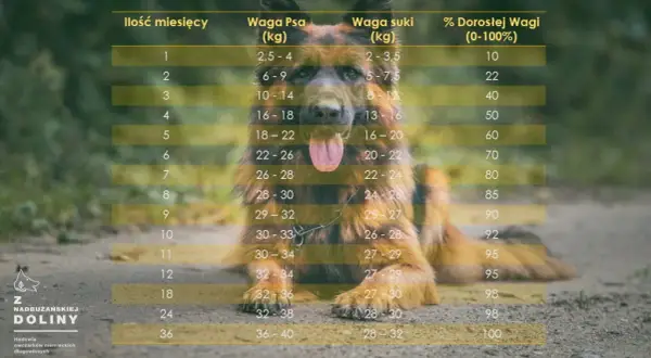 Ile waży 4-miesięczny owczarek? Sprawdź normy i rozwój