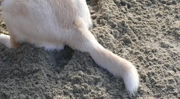 A light-colored dog's tail rests on the sand, showing a slight bend that could indicate a dog tail injury.