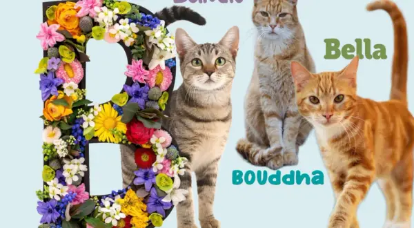 La lettre B décorée de fleurs, avec les chats Bandit, Bella et Bouddha.