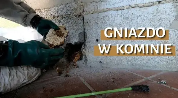 Jak bezpiecznie i legalnie usunąć gniazdo kawek z komina - porady kominiarza